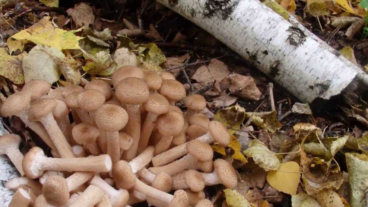 Календарь грибника 2021 – когда собирать грибы? когда и как правильно собирать грибы в 2021 году