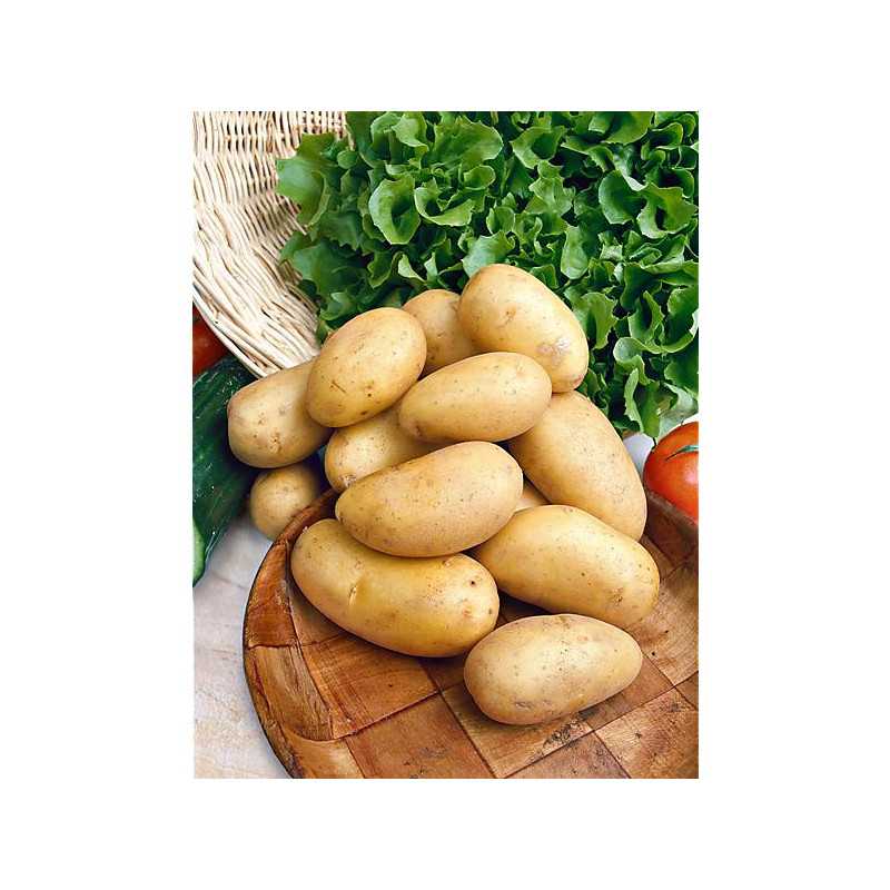 Картофель сорта венета: описание, характеристики, особенности выращивания