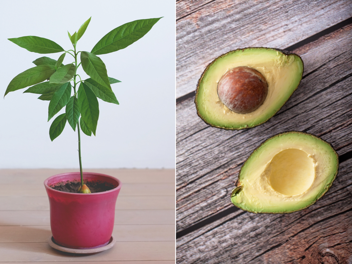 Как растет авокадо в домашних условиях и в природе ?