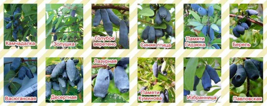 Жимолость: описание 19 популярных сортов, их многообразие и особенности, как отличить ядовитые плоды (35 фото & видео) +отзывы