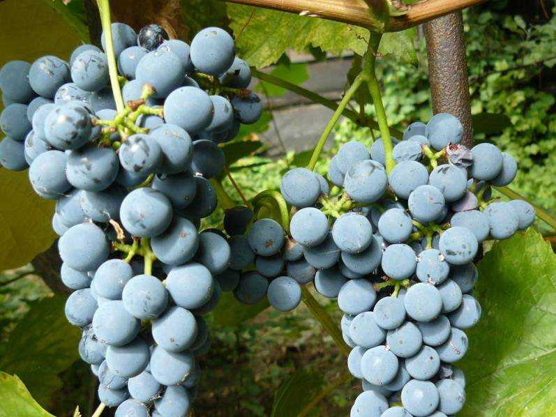 Виноград амурский — самый морозостойкий