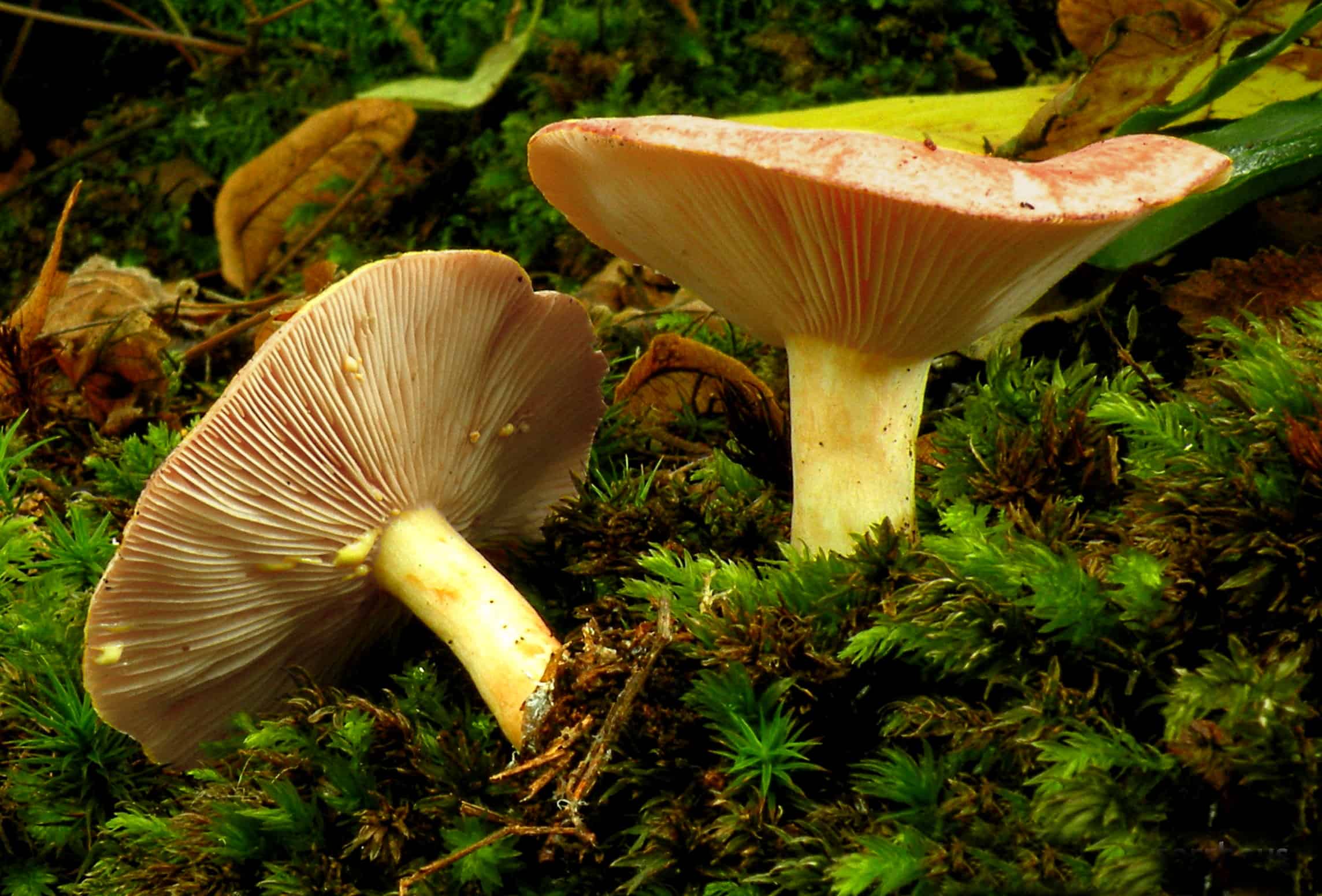 Большие пластинчатые грибы. Груздь золотисто-желтый (млечник золотистый). Белый млечник пластинчатый гриб. Груздь золотисто-желтый (Lactarius chrysorrheus). Груздь млечник.