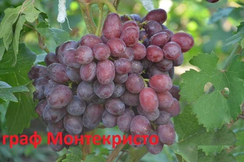 Виноград граф монте кристо, виноград граф монте кристо отзывы