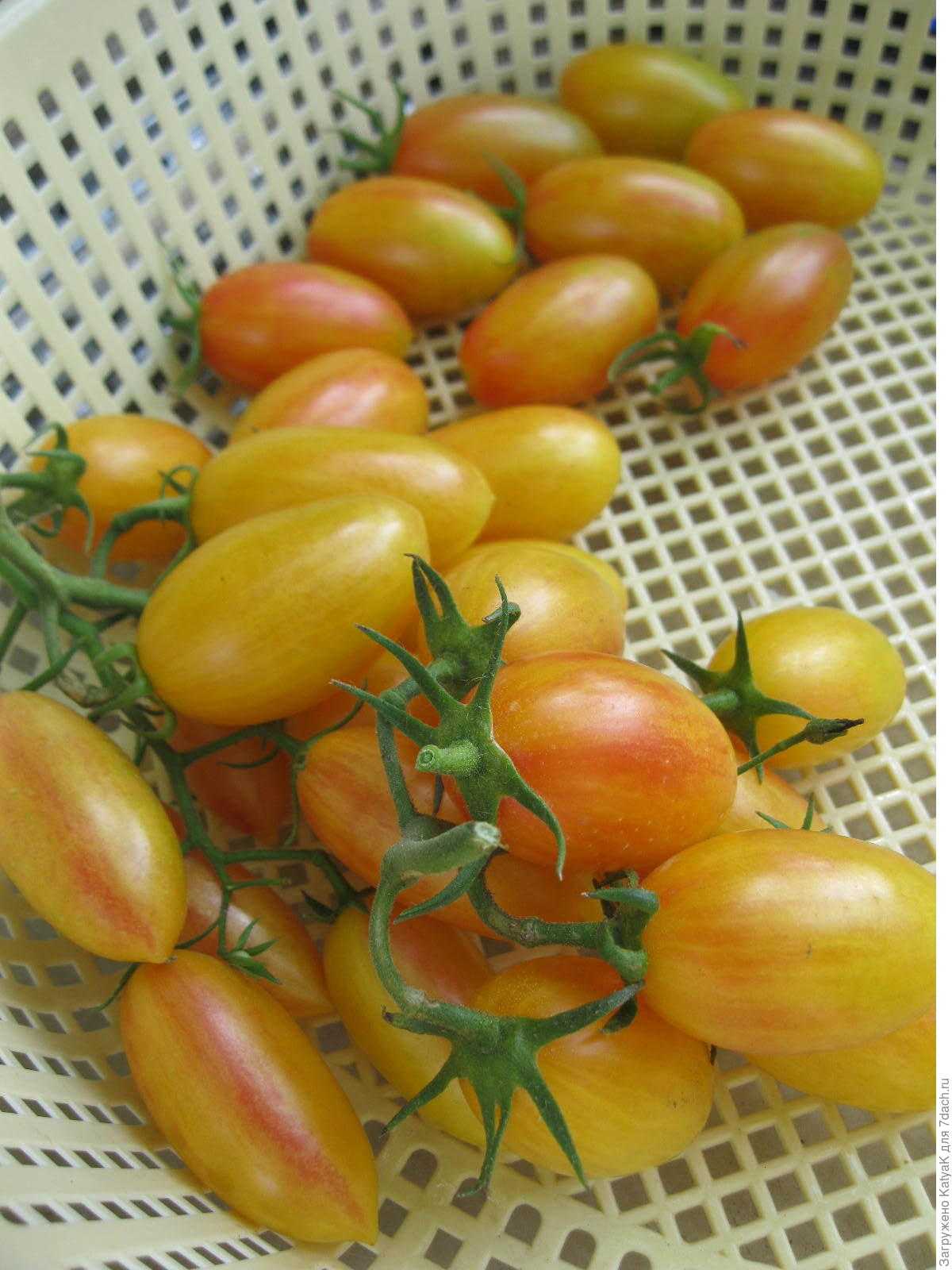 томат финик желтый фото