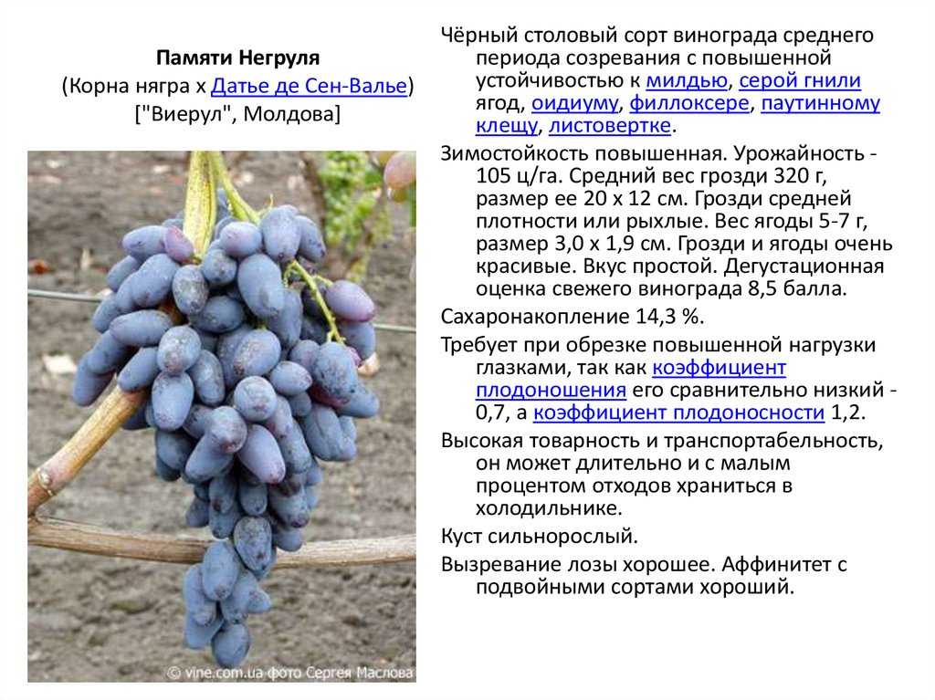 Высокоурожайный сорт винограда кодрянка