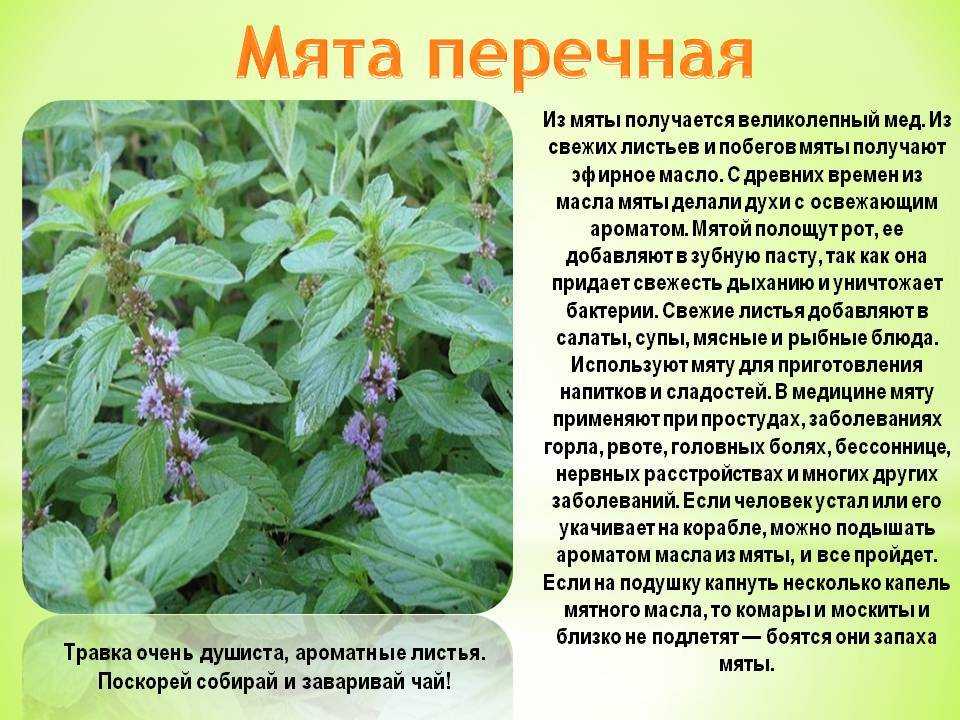 Болезни и вредители растений / асиенда.ру