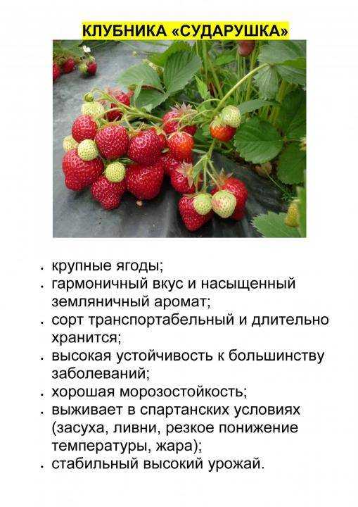Клубника сударушка: описание и характеристики сорта, выращивание, размножение