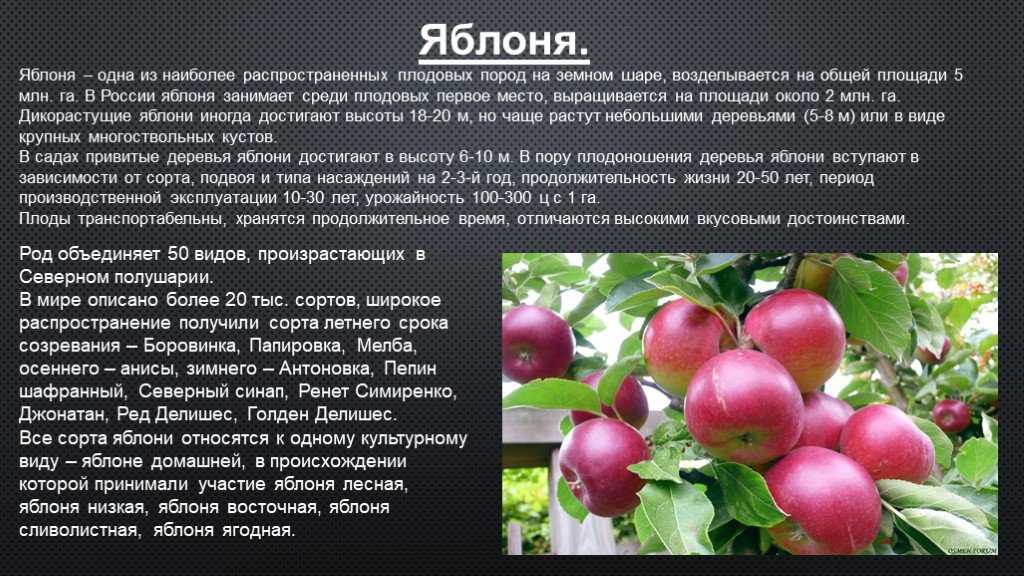 Сорт яблони старкримсон: фото и описание сорта, выращивание и уход
