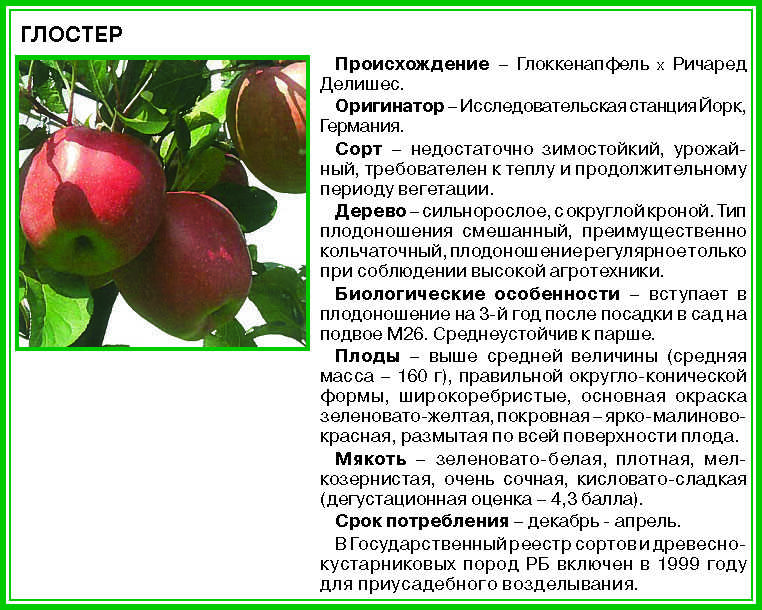 Описание сорта яблони женева: фото яблок, важные характеристики, урожайность с дерева
