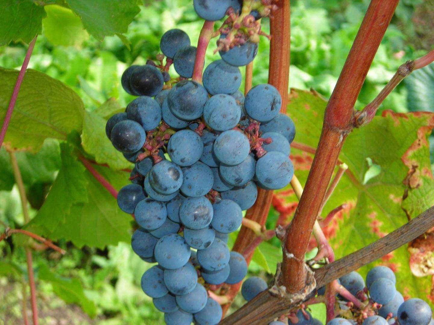 Виноград амурский - описание сорта, фото, отзывы