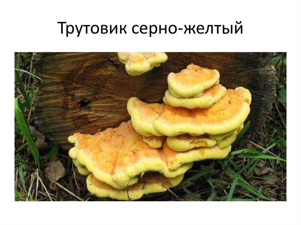 Салат из трутовика серно-желтого