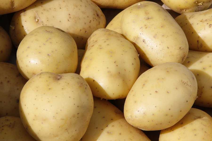 Картофель вега описание сорта характеристика урожайность. Картофель семенной, сорт Вега. Сорт картошки Вега. Картофель семена Вега. Раннеспелые сорта картофеля Вега.