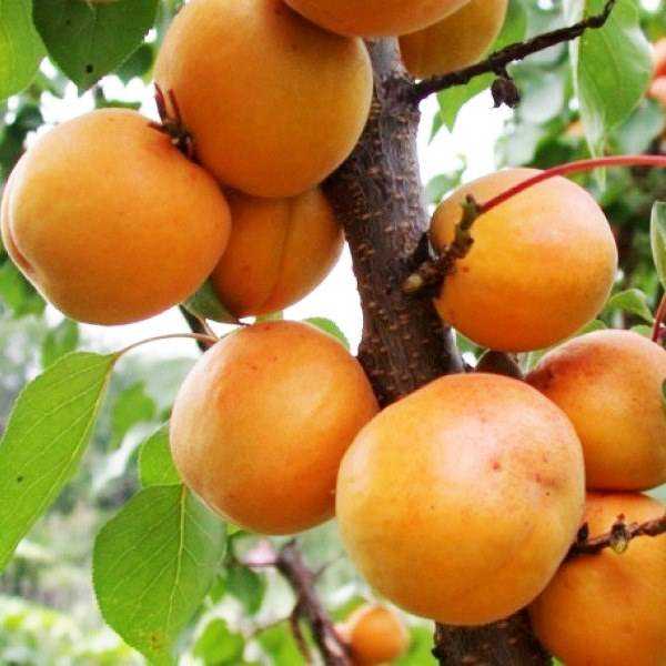 Сорт абрикоса алеша: описание сорта, фото, отзывы