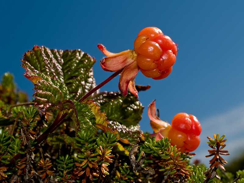 Cloudberry. Морошка (Rubus chamaemorus). Растения тундры Морошка. Морошка Северная Тундровая ягода. Морошка Сибирская.