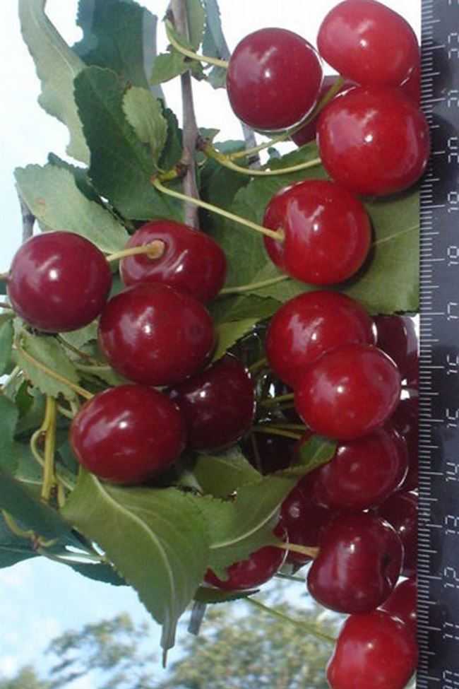 О вишне уральской рубиновой: описание и характеристики сорта, посадка и уход