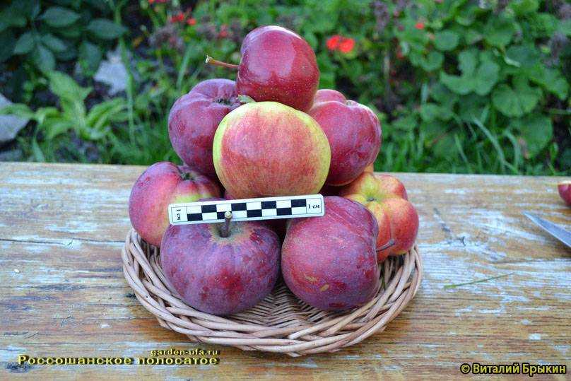 Яблоня орловское полосатое — особенности культивирования