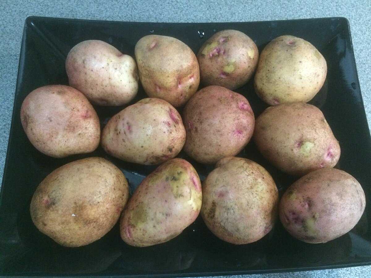 Картофель аврора: характеристика и описание сорта, фото картошки, отзывы тех, кто пробовал её выращивать