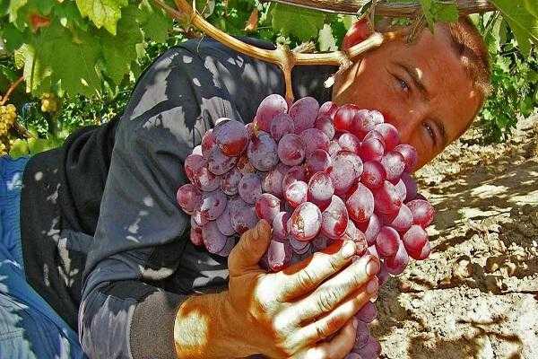 Виноград граф монте-кристо: описание сорта, фото, отзывы, характеристики и особенности выращивания