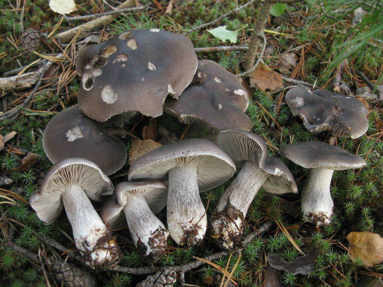 Ядовитые грибы россии: как определить ядовитый гриб, как отличить съедобный гриб (картинки, фото)