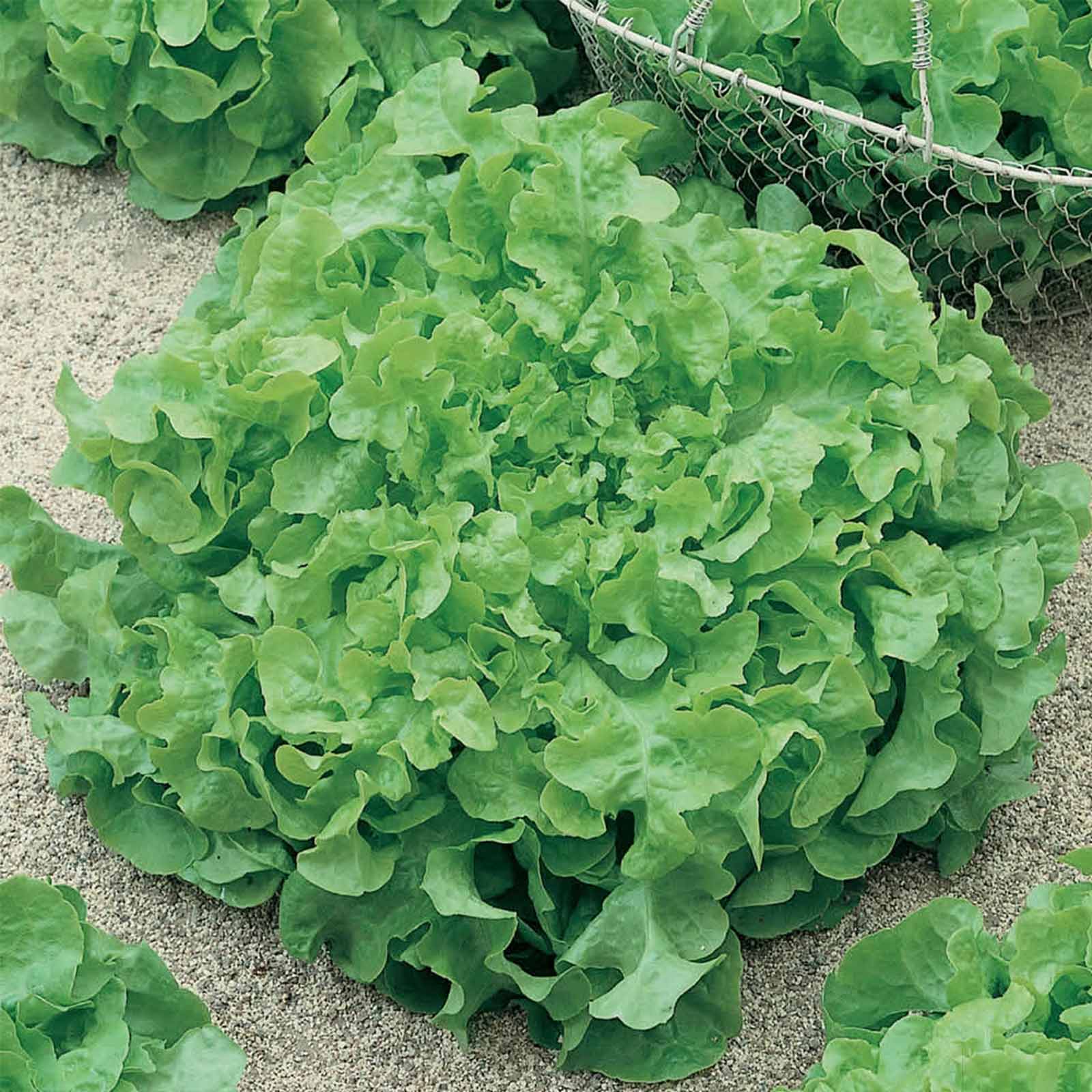 Листовой салат: польза и вред, как сохранить на зиму