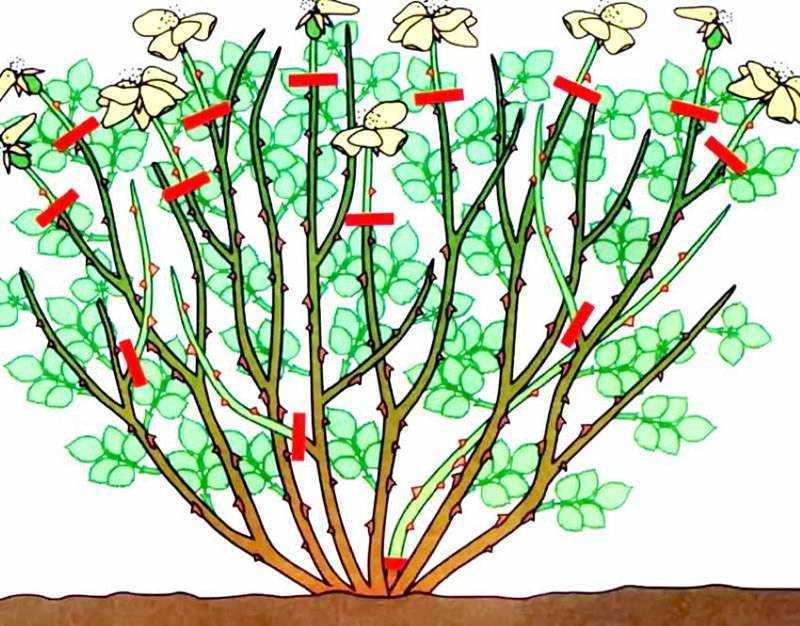 Правила обрезки и формирования чубушника, после цветения: как омолодить, сформировать