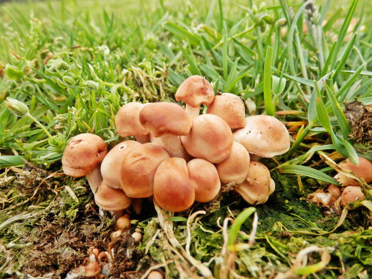 Опята на пеньках, описание Где растут грибы и когда их собирать Сколько дней необходимо для роста опят Как выглядят и где растут пеньковые грибы