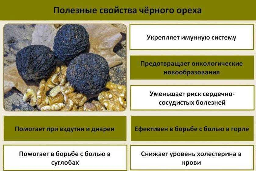 Чем полезен черный орех, что лечит, как его принимать | nail-trade.ru
