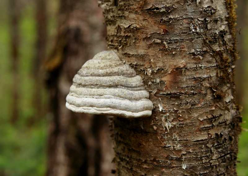 На березе растут грибы. описание березового трутовика