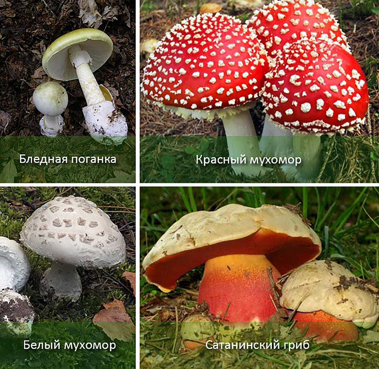 Какие есть грибы несъедобные. Несъедобные и ядовитые грибы. Бледная поганка и красный мухомор фото. Название ядовитых грибов. Картинки ядовитых грибов с названиями.