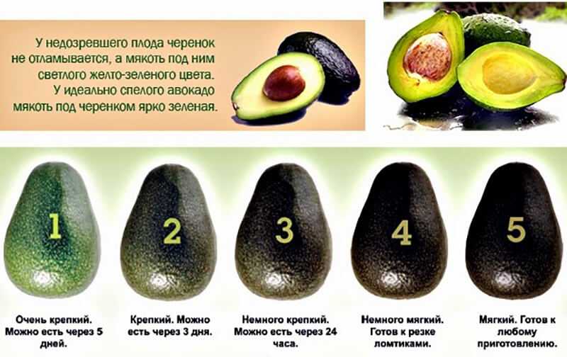 Описание авокадо сорта хаас, чем отличается от обычного