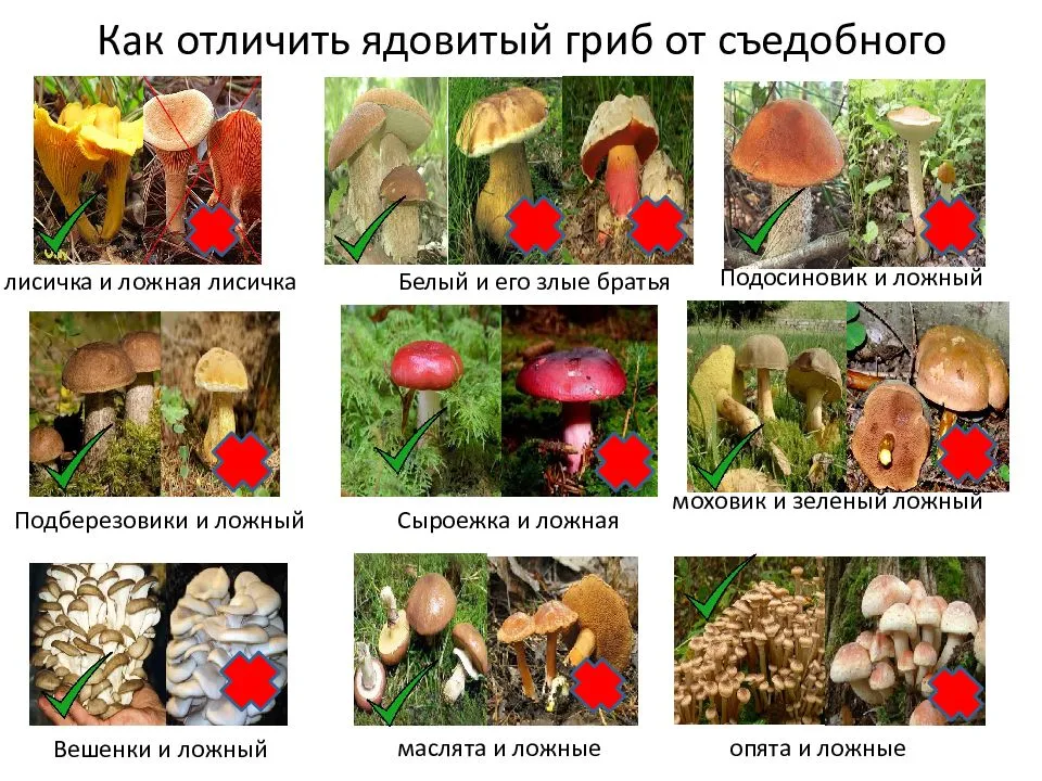 Описание грибов, начинающихся на букву П: съедобные, несъедобные, условно-съедобные, характеристики грибов, синонимы, фотографии
