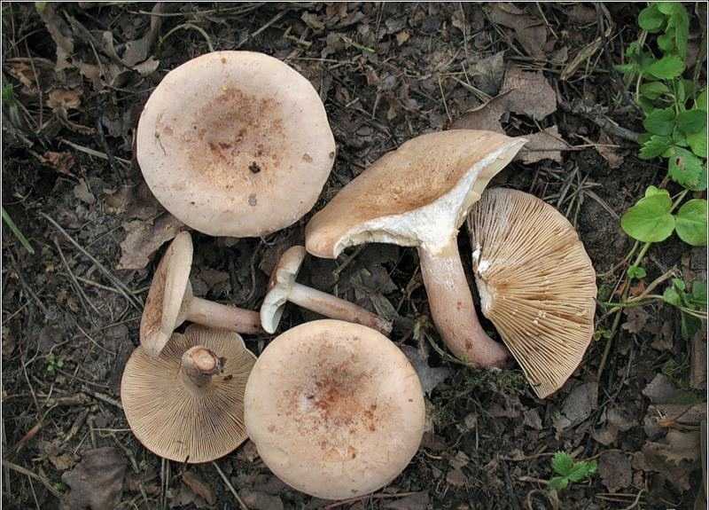 Белый гриб дубовый - подробное описание. правила сбора и заготовки боровика сетчатого.