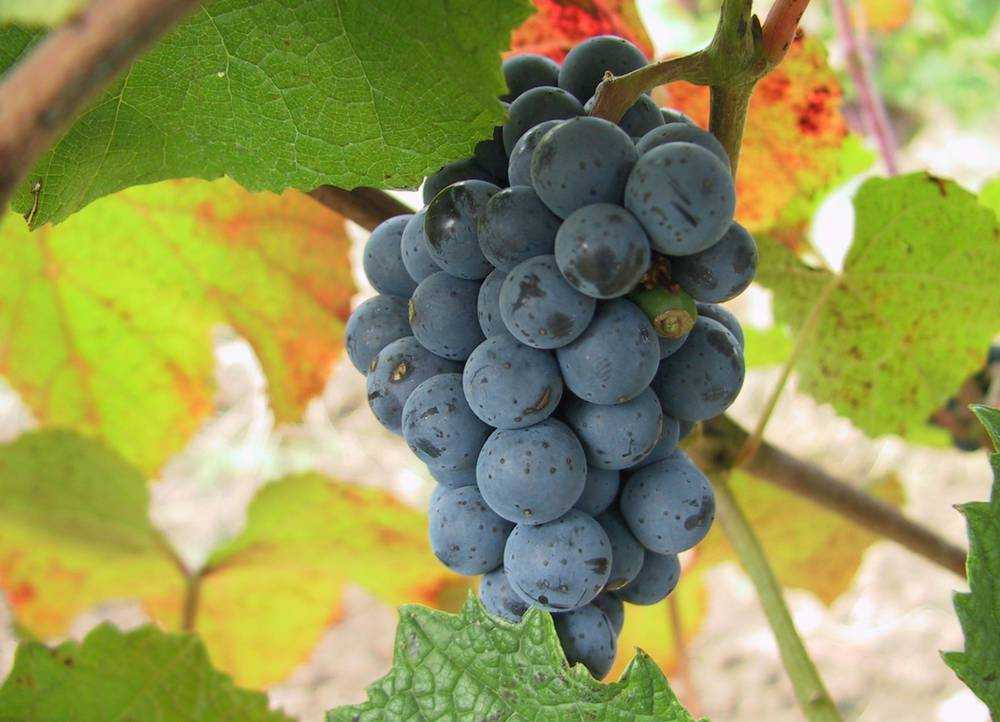Виноград «амурский»: описание сорта, фото, посадка и уход