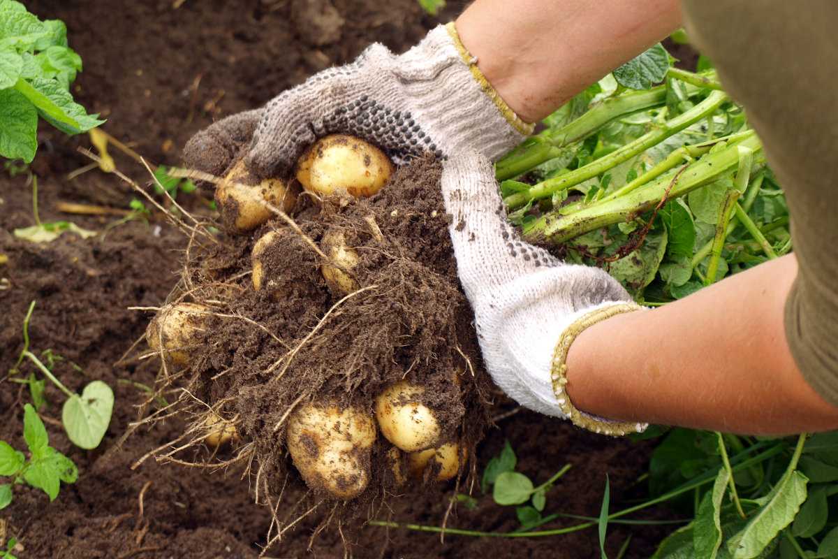 Картофель мерлот: описание сорта, его урожайности и особенности агротехники, фото внешнего вида, отзывы огородников
