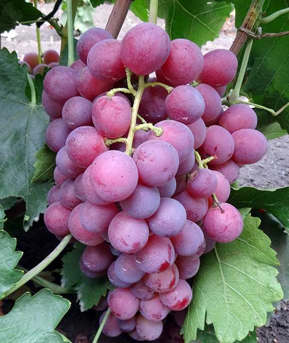 ᐉ виноград ред глоуб - виноград - roza-zanoza.ru