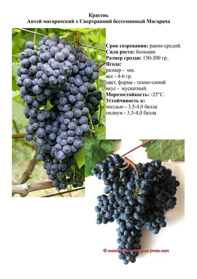 Описание сорта винограда красень: фото, видео и отзывы | vinograd-loza