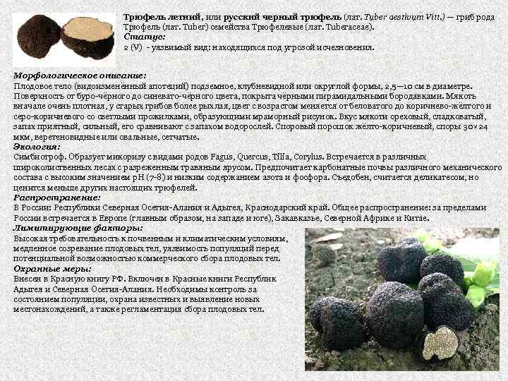 Степные грибы крыма фото и названия