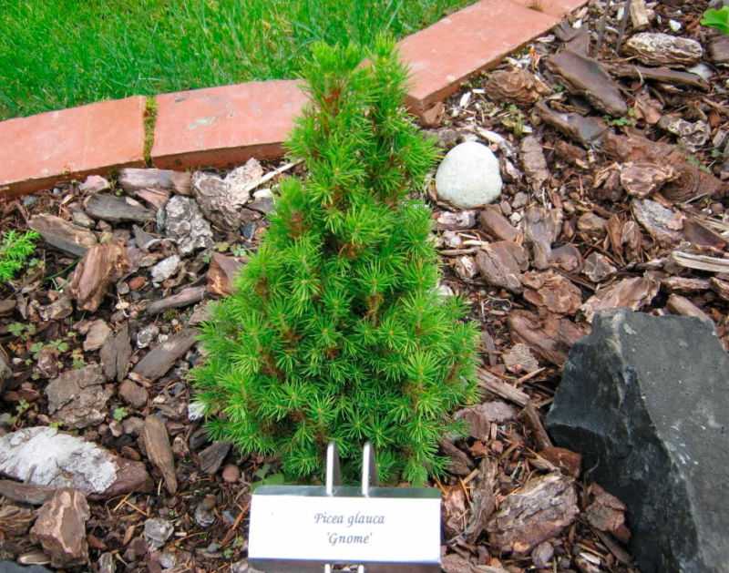 Канадская ель коника – описание сорта, посадка и уход за растением
