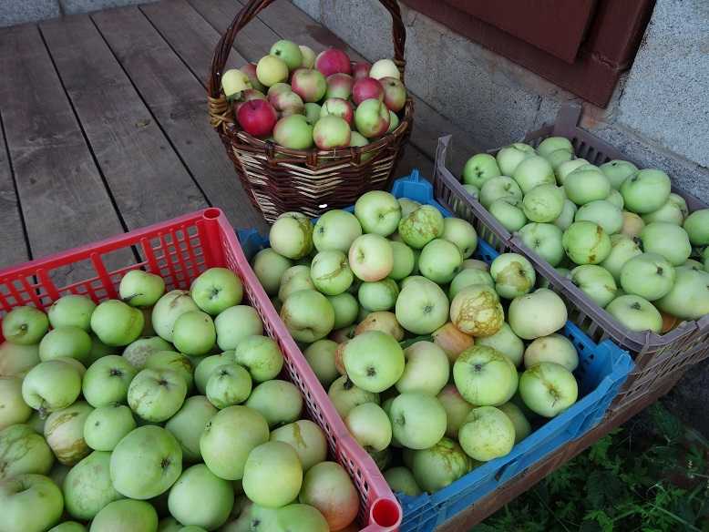 Убрать яблоню. Яблоки новый урожай. Сорта яблок на хранение. Яблоки Семеренко срок созревания. Когда собирать яблоки на хранение.
