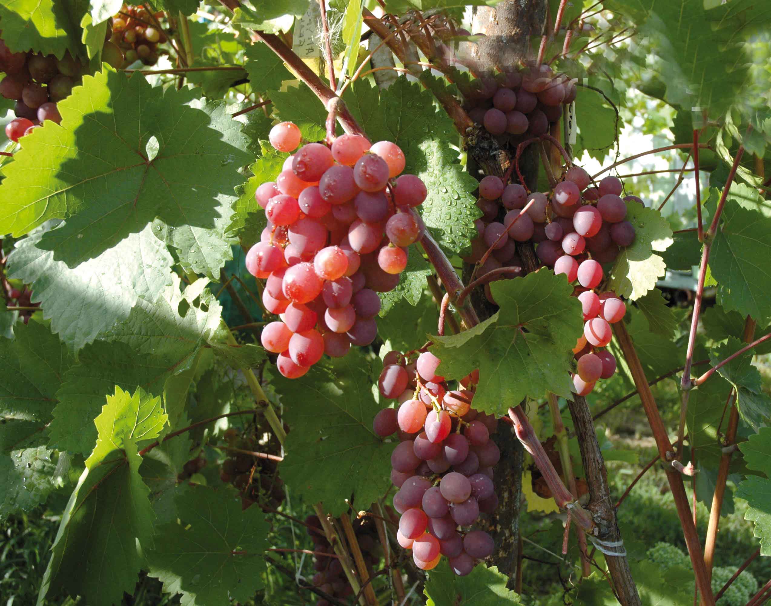 Дальневосточная лиана — виноград амурский