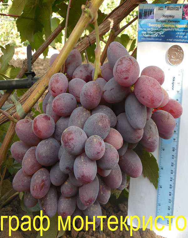 Сорт винограда пино нуар, характеристики и описание, вино пино нуар