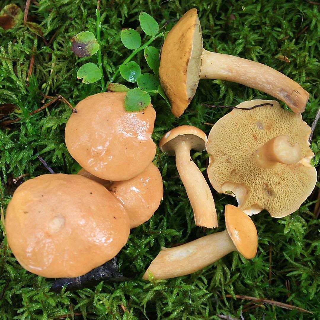 Перечный гриб: +17 фото и описание, съедобный или нет?