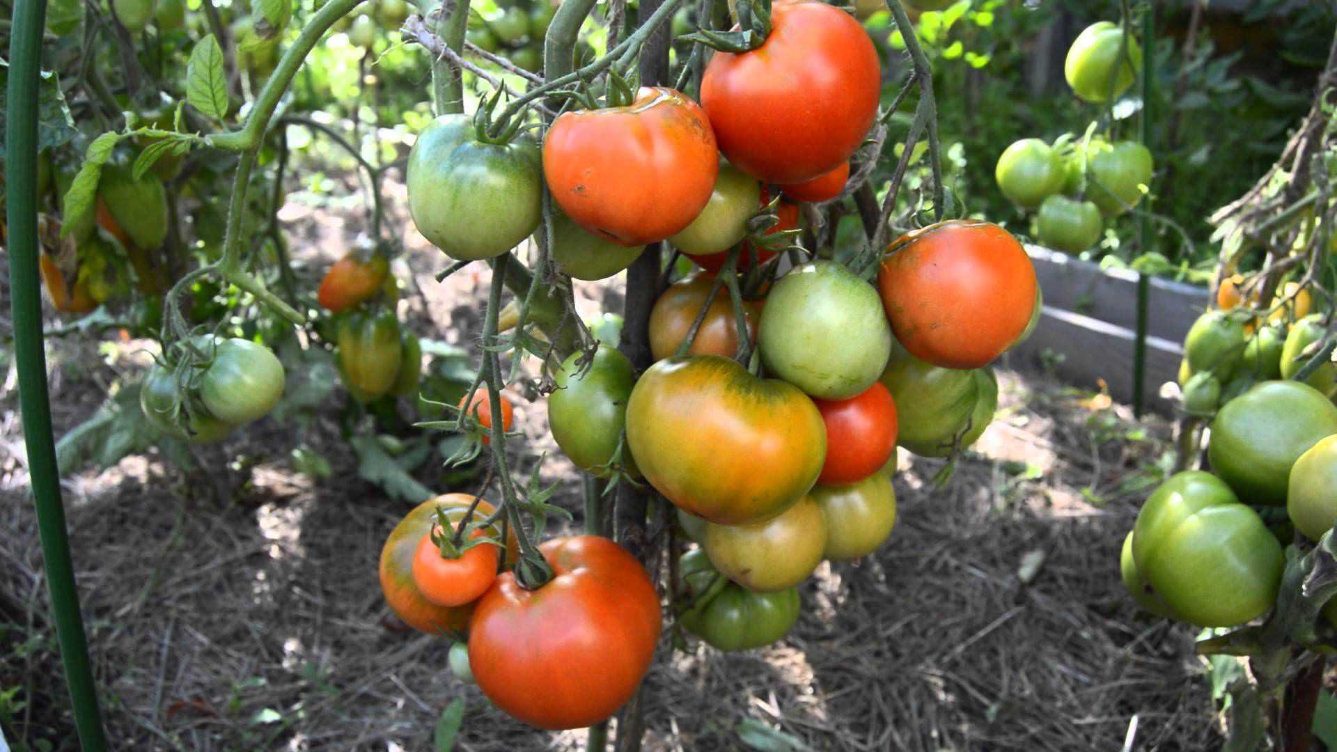 Сорт дубок помидоры фото