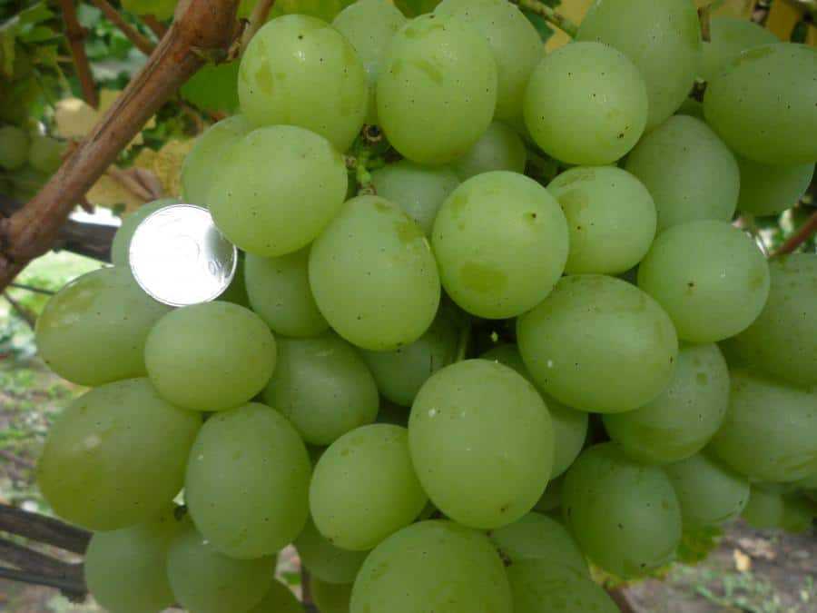 Виноград кеша – описание сорта, фото, отзывы о растении и его разновидности
