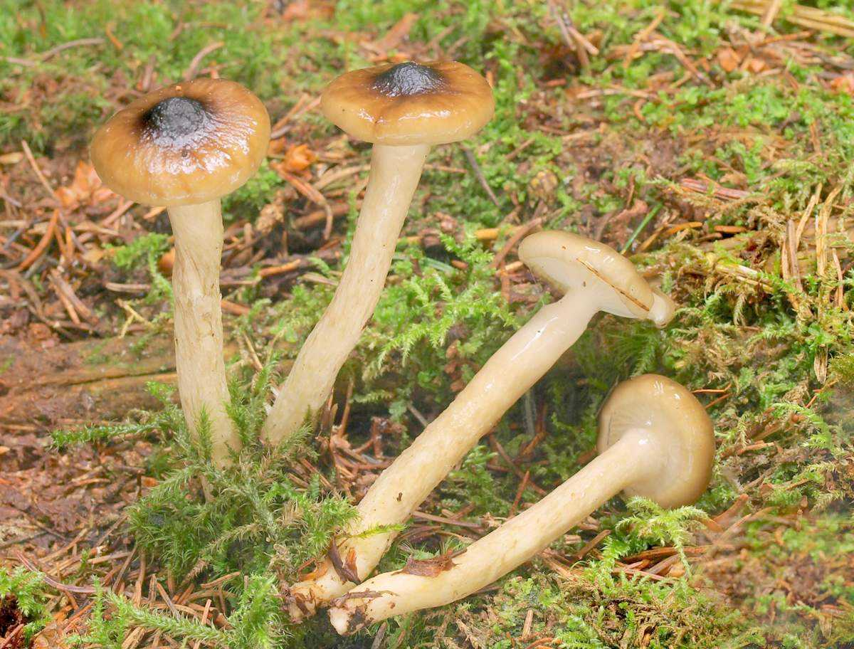 Собираем грибы – мини энциклопедия грибов беларуси