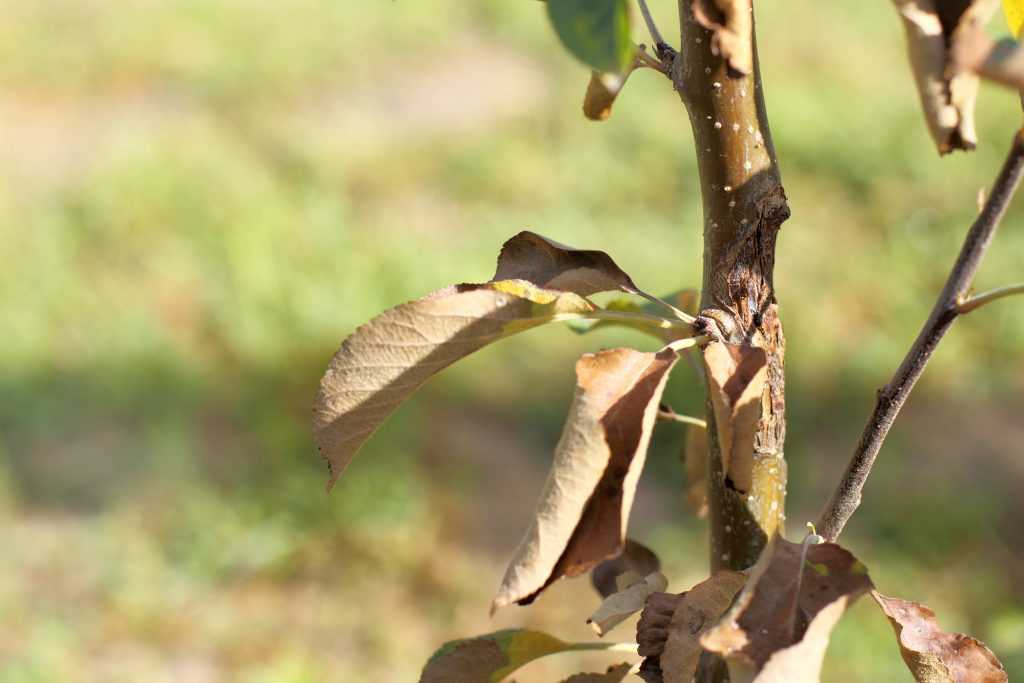 Болезни груши: чернеют листья и плоды, возможные причины, чем лечить и как бороться, меры профилактики