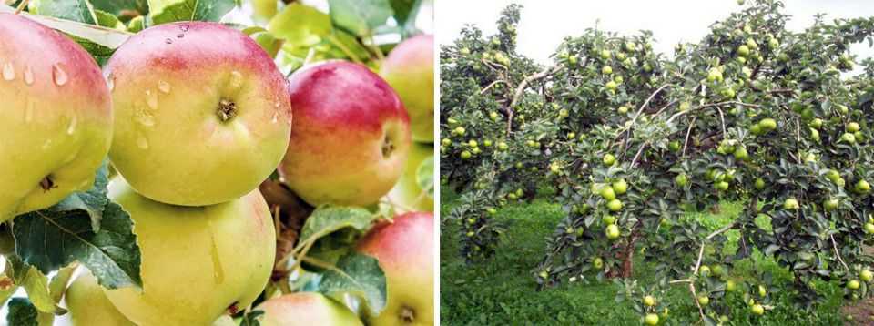 Яблоня «чудное»: описание и характеристики сорта, выращивание и уход, фото