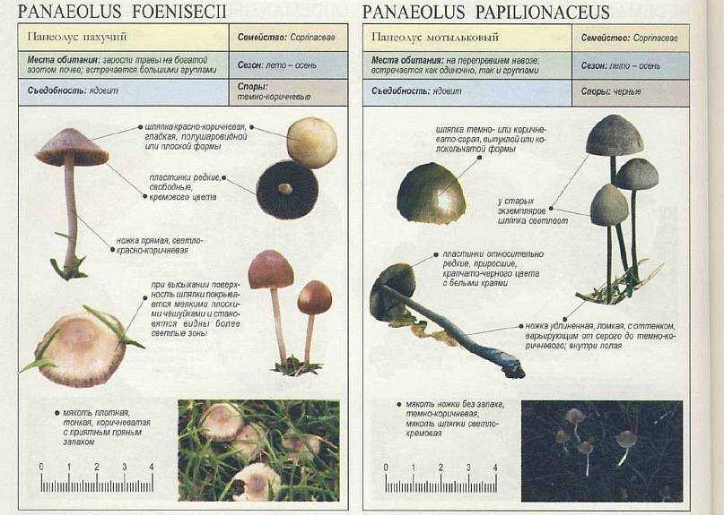 Сколько держат грибы. Псилоцибе полуланцетовидная галлюциногенные грибы. Псилоцибиновые грибы как отличить. Псилоцибиновые грибы и поганки. Грибы псилоцибы в Ленинградской области.