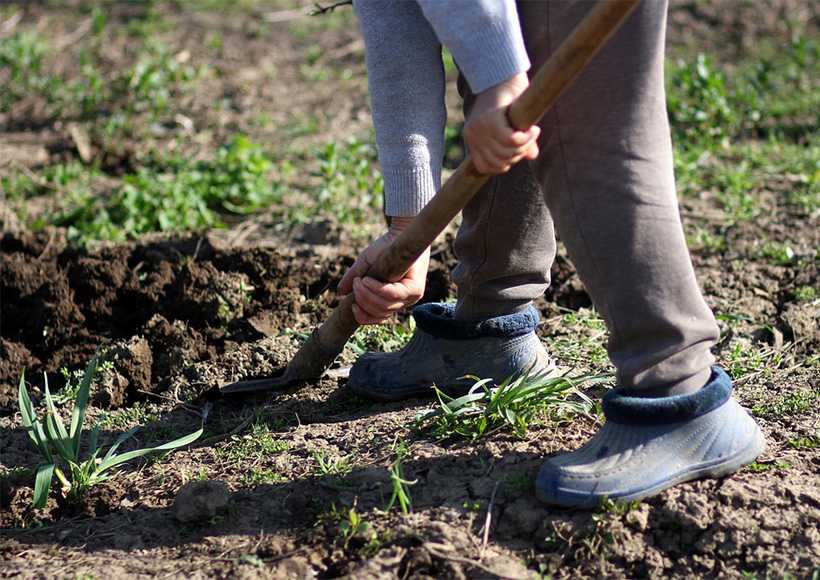 Как копать картошку правильно: руководство для огородников