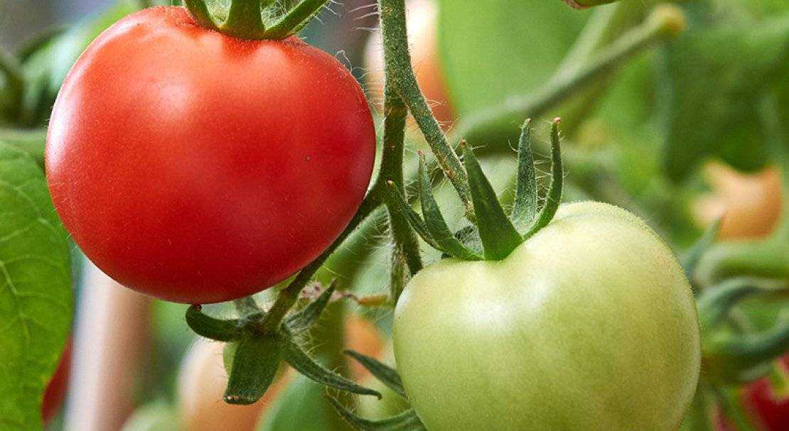 Ранний томат дубок – крепкий низкорослый сорт